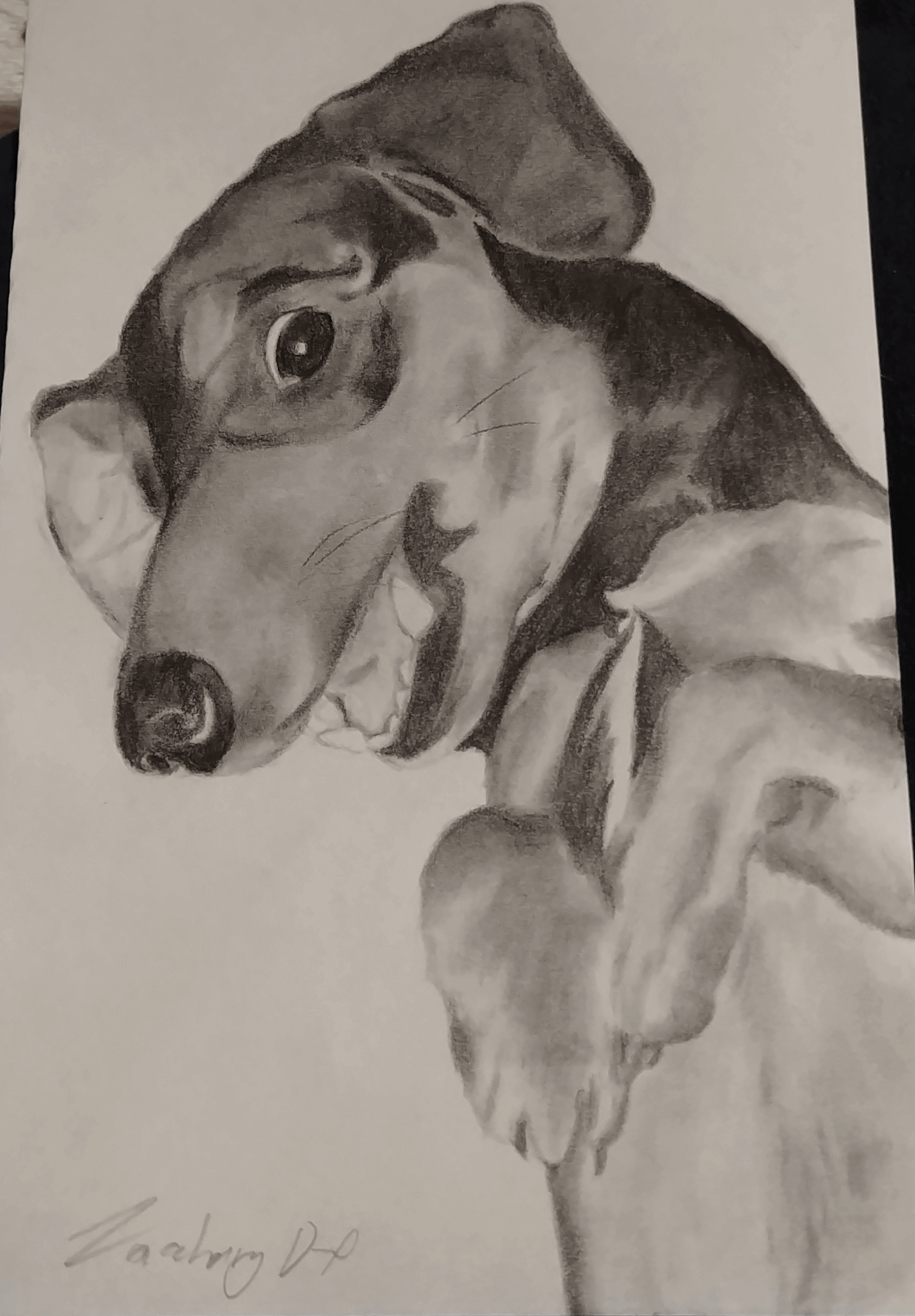 A pencil drawing of Khiron, my puppy, lying on his back with his paws in the air, smiling happily.