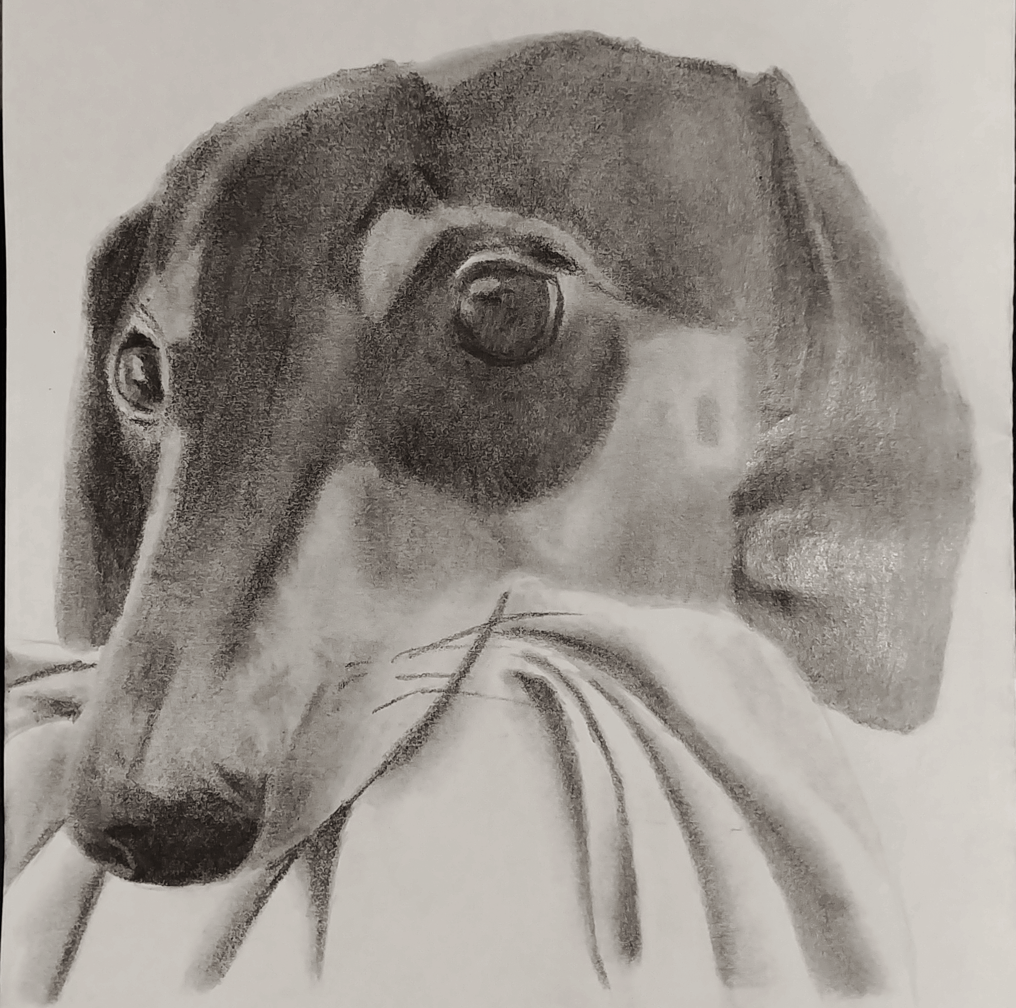 A pencil drawing of Khiron, my puppy, after he stole a blanket and refused to let it go.