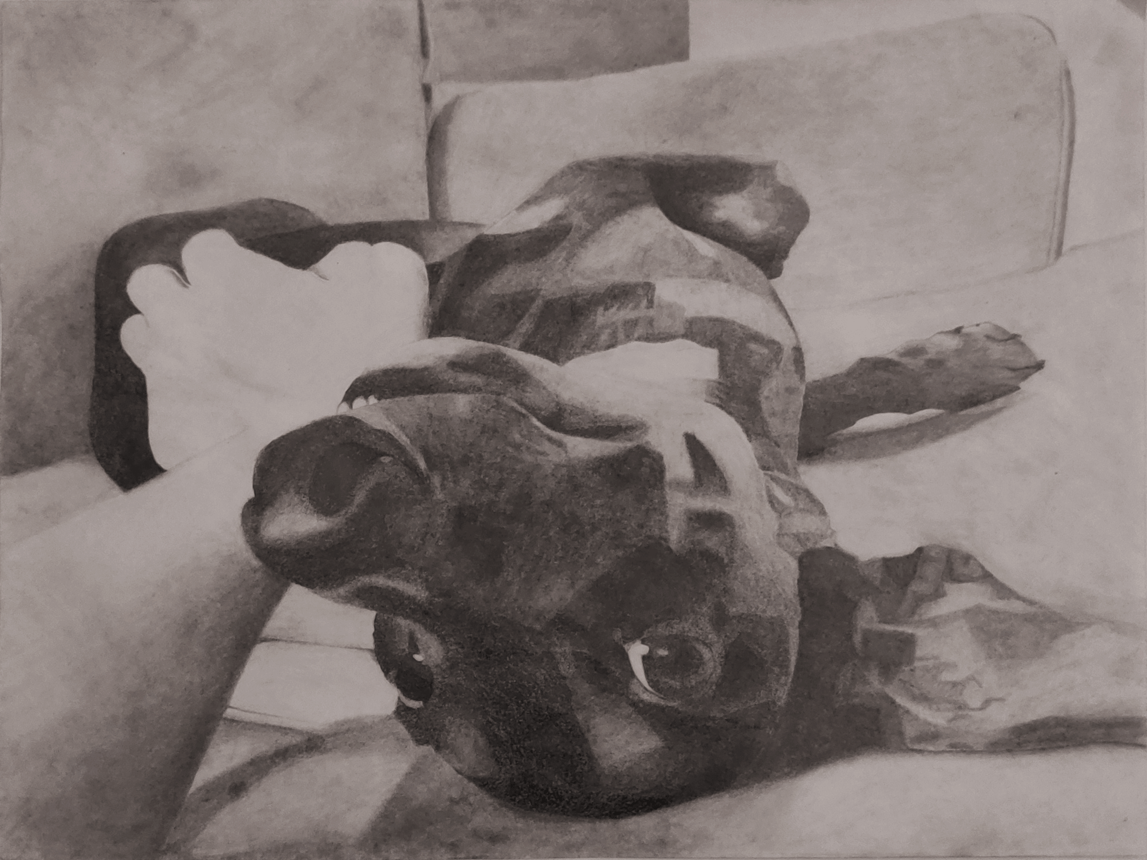 A pencil drawing of Khiron, my puppy, on a poster-sized piece of paper.