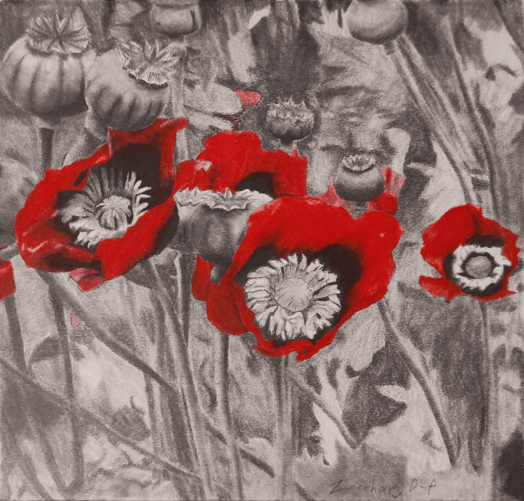 A pencil drawing of opium poppies, except the red of the poppies is done in red pencil crayon to stand out and create contrast.