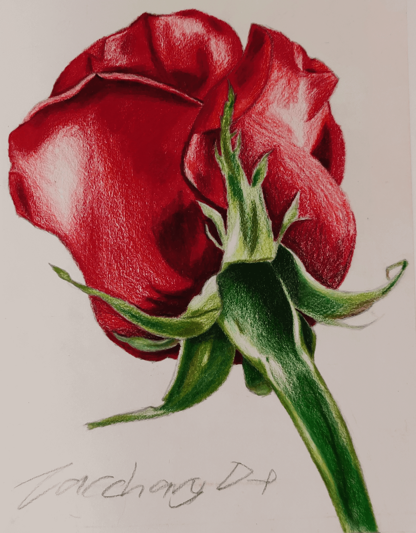 A colour value drawing of a rose done in pencil crayon.
